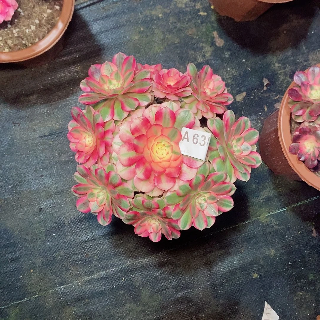 倾城638多肉111111