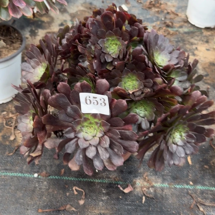 653黑铜壶两单包邮。