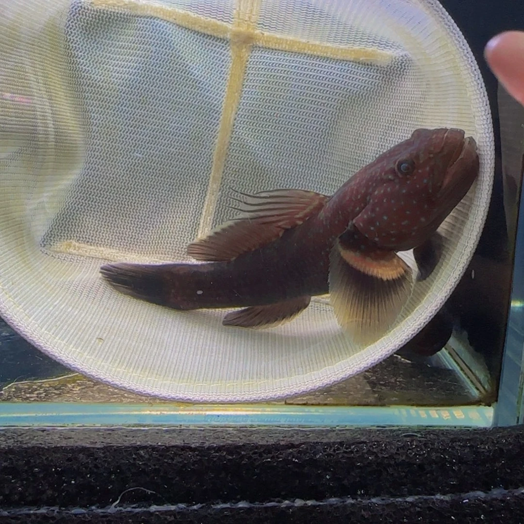 蓝口孵鱼短棘稿11尺寸微瑕