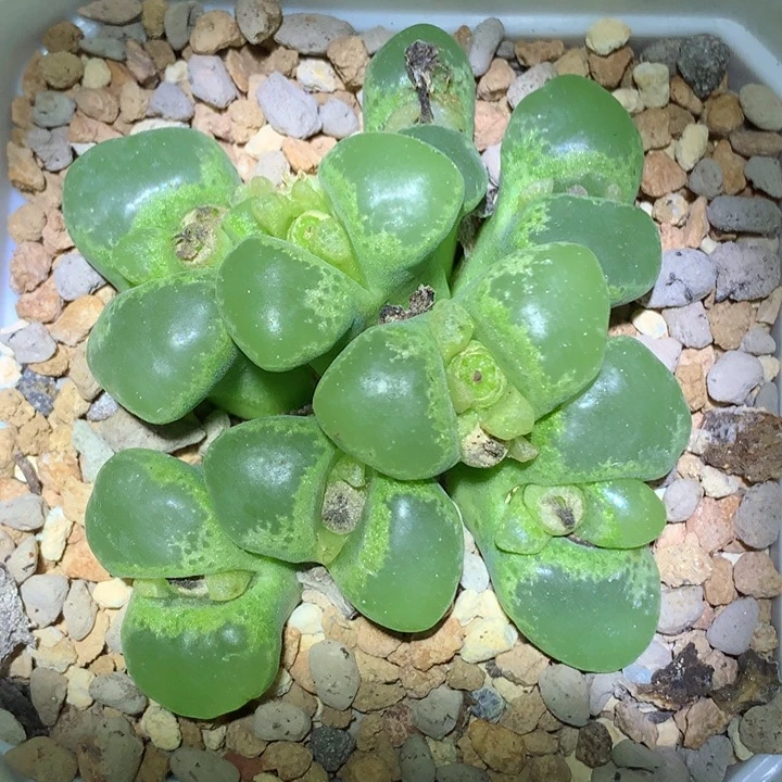 精品多肉植物精品8头风铃