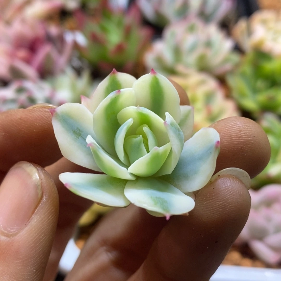 宇***婷宇浩 婷婷 多肉植物