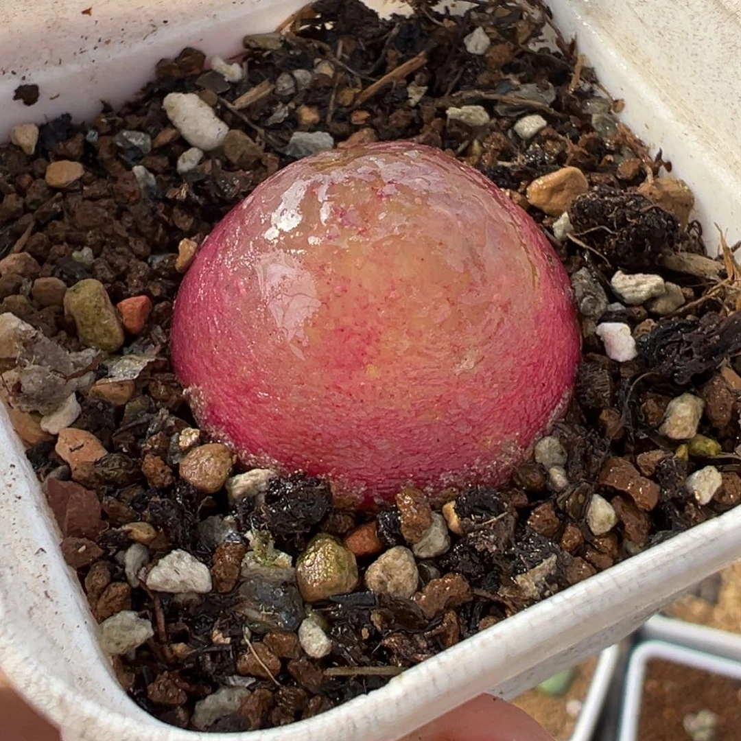 541多肉植物种类多样