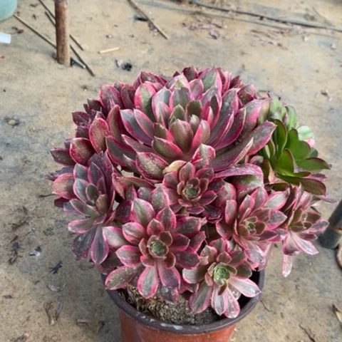 浣纱多肉植物030