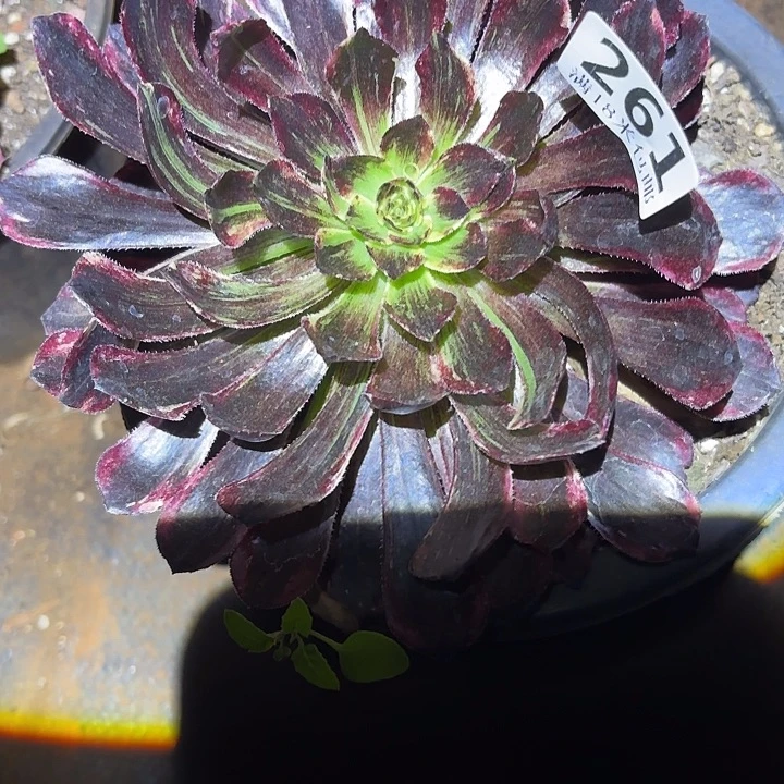 261花鹤翎掌心多肉法师锦