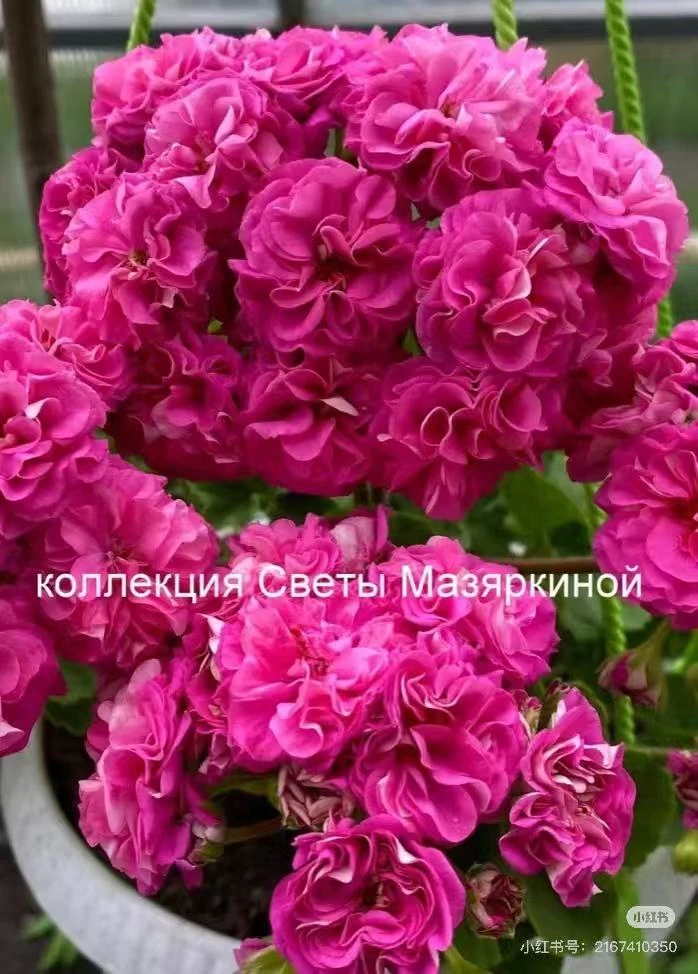 格鲁申科——重瓣品种好养