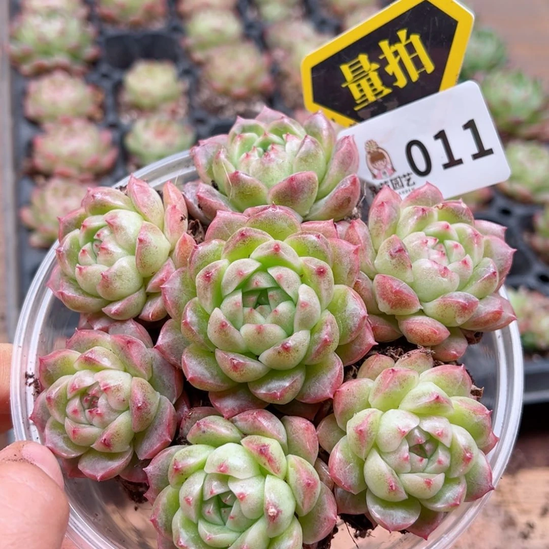 多肉植物多肉植物