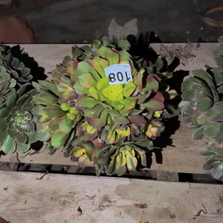 108香妃多肉植物不售后