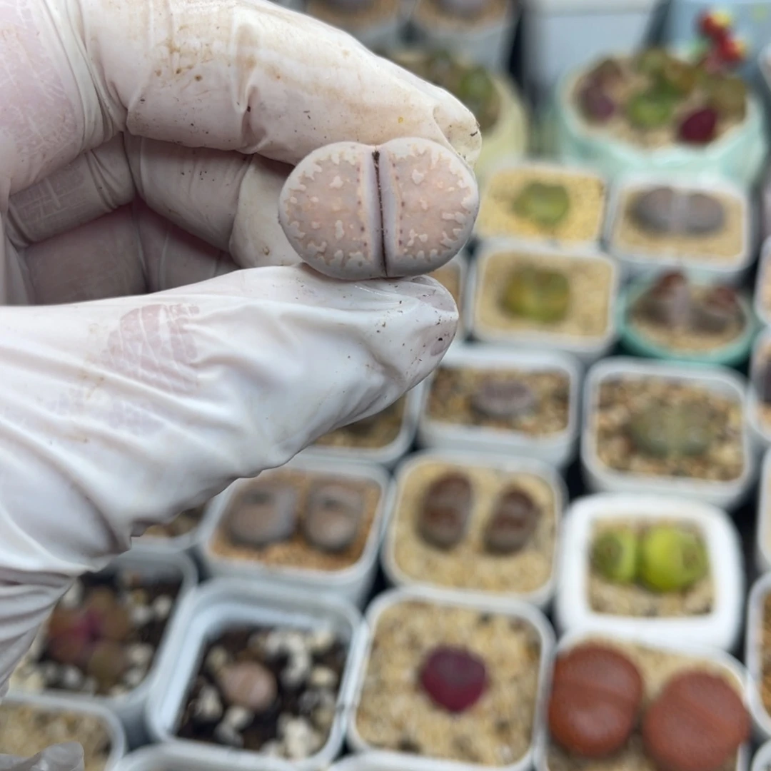 多肉植物一物一拍58