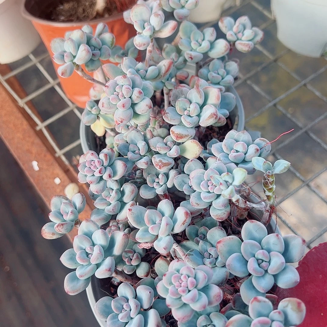 汤姆漫画带盆土精品特价二盆