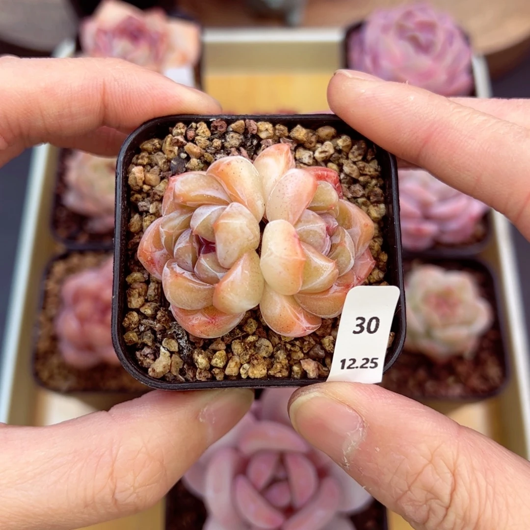 好好看30、哈哈哈哈