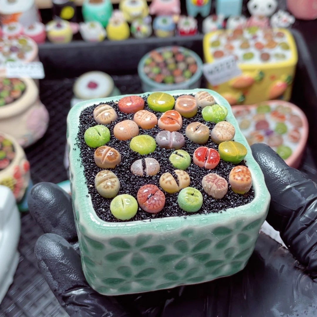 w3736--带盆土发货，零下地区拍保温箱