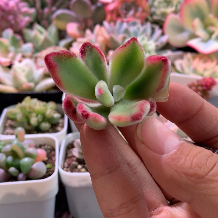 锦晃星覆轮砍头无根