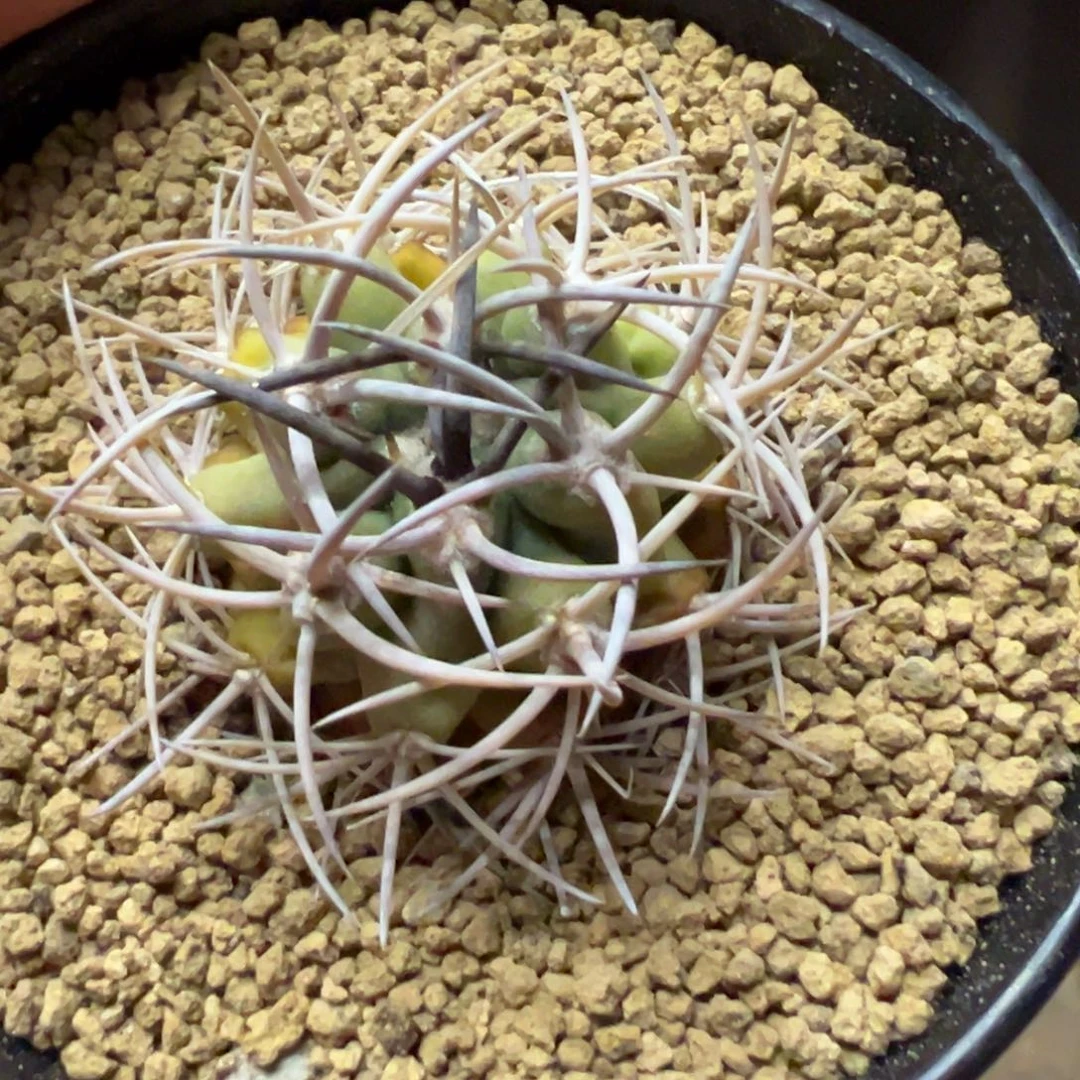 桐**生仙人球一物一拍