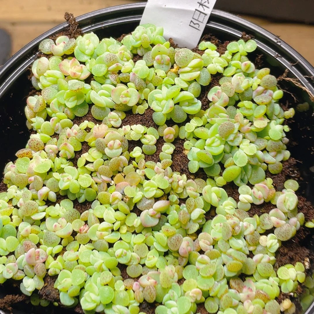 把***你多肉植物多肉植物137