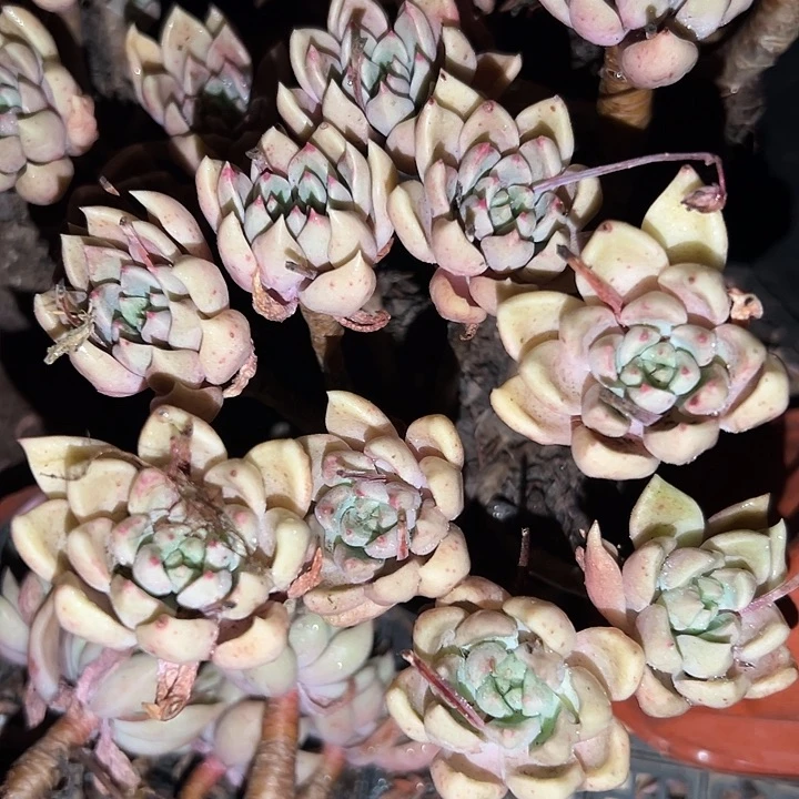 无花朵象牙璀璨。