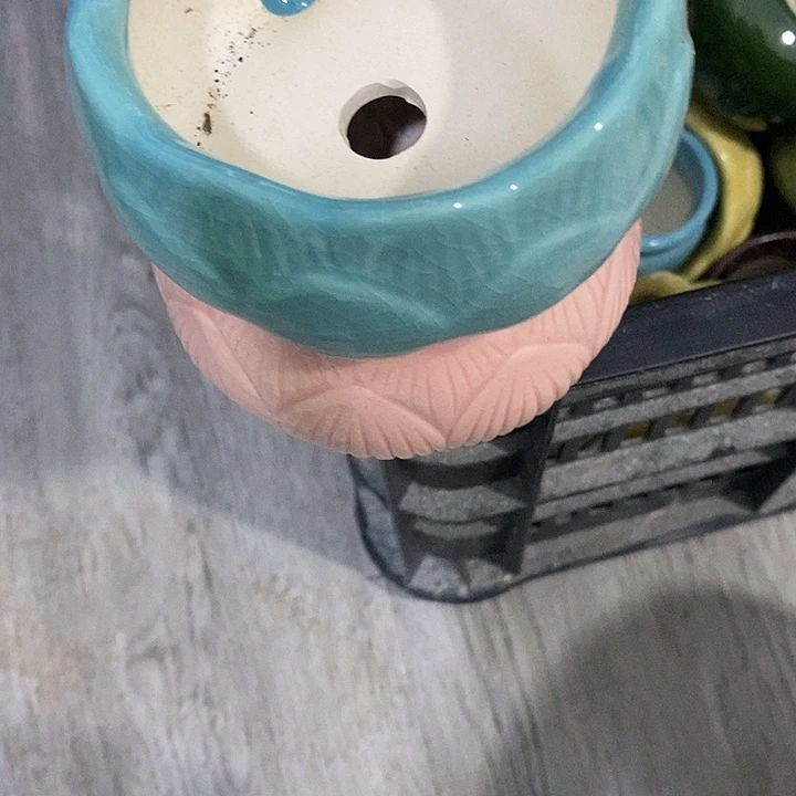 花盆抢购清货马上开始