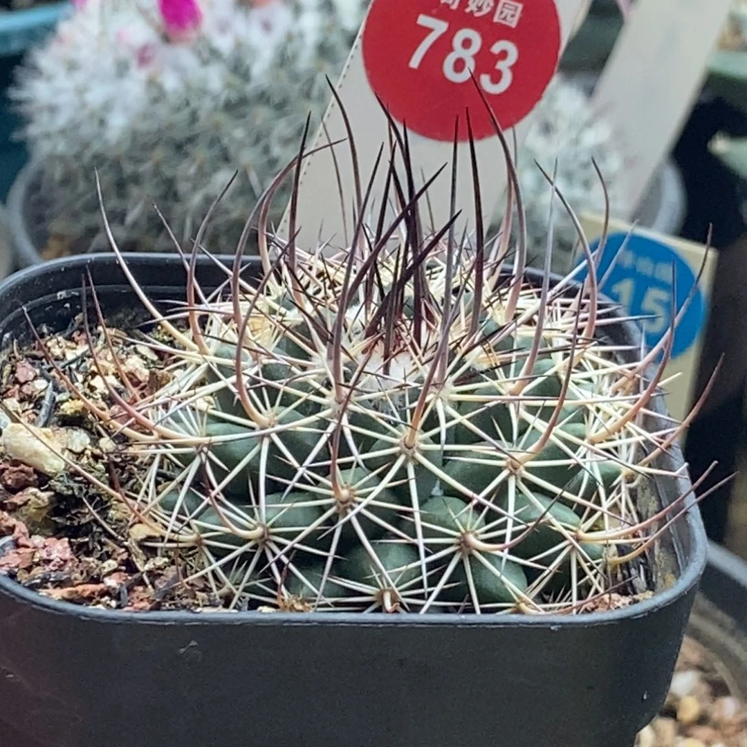 实生狂刺枪骑丸变种4.5cm