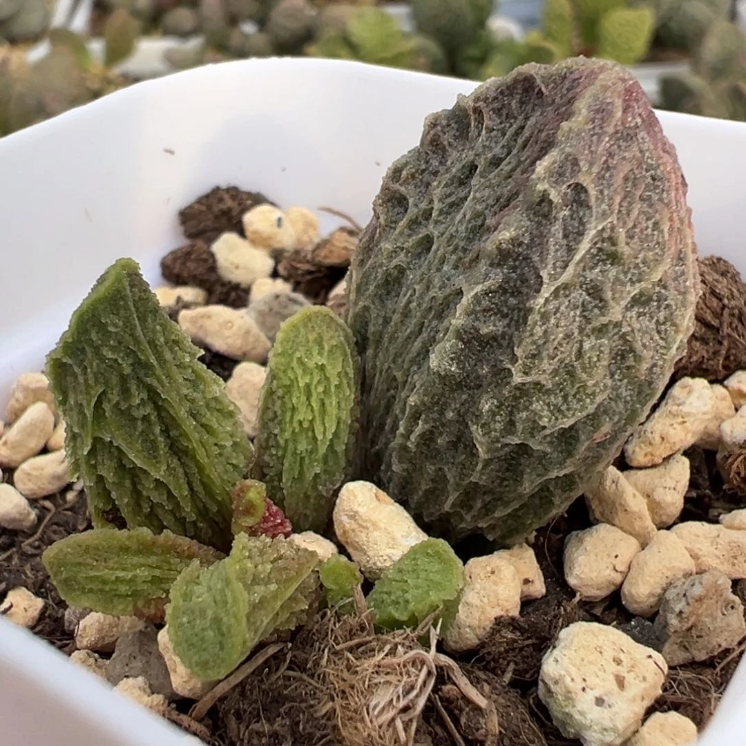 福利款卡洛琳大苗多肉植物水泡