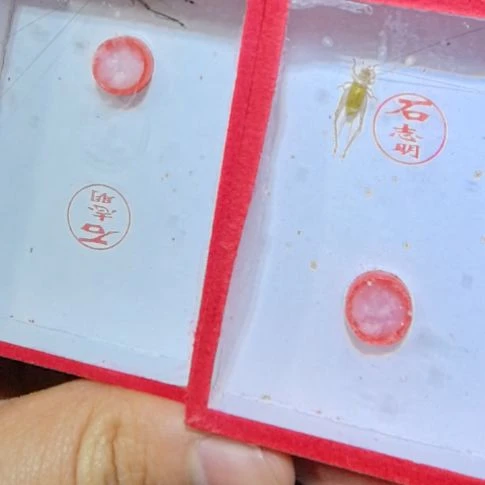 石志明大黄两条全品