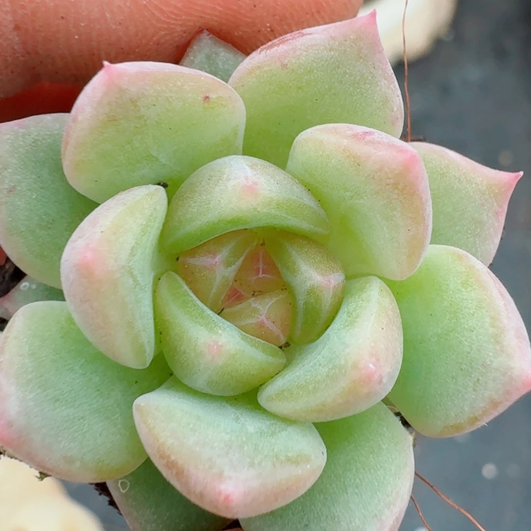 多肉杂交一物一拍9-48