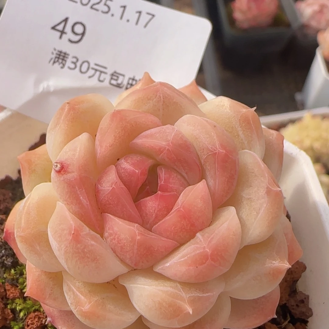 七仙女单头一颗脱土发货