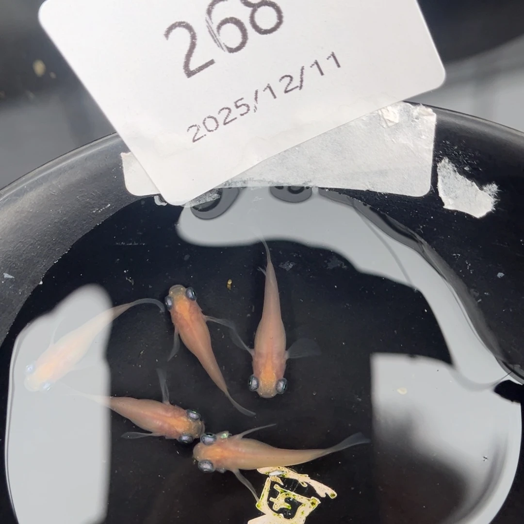 青鳉鱼268白出目五尾
