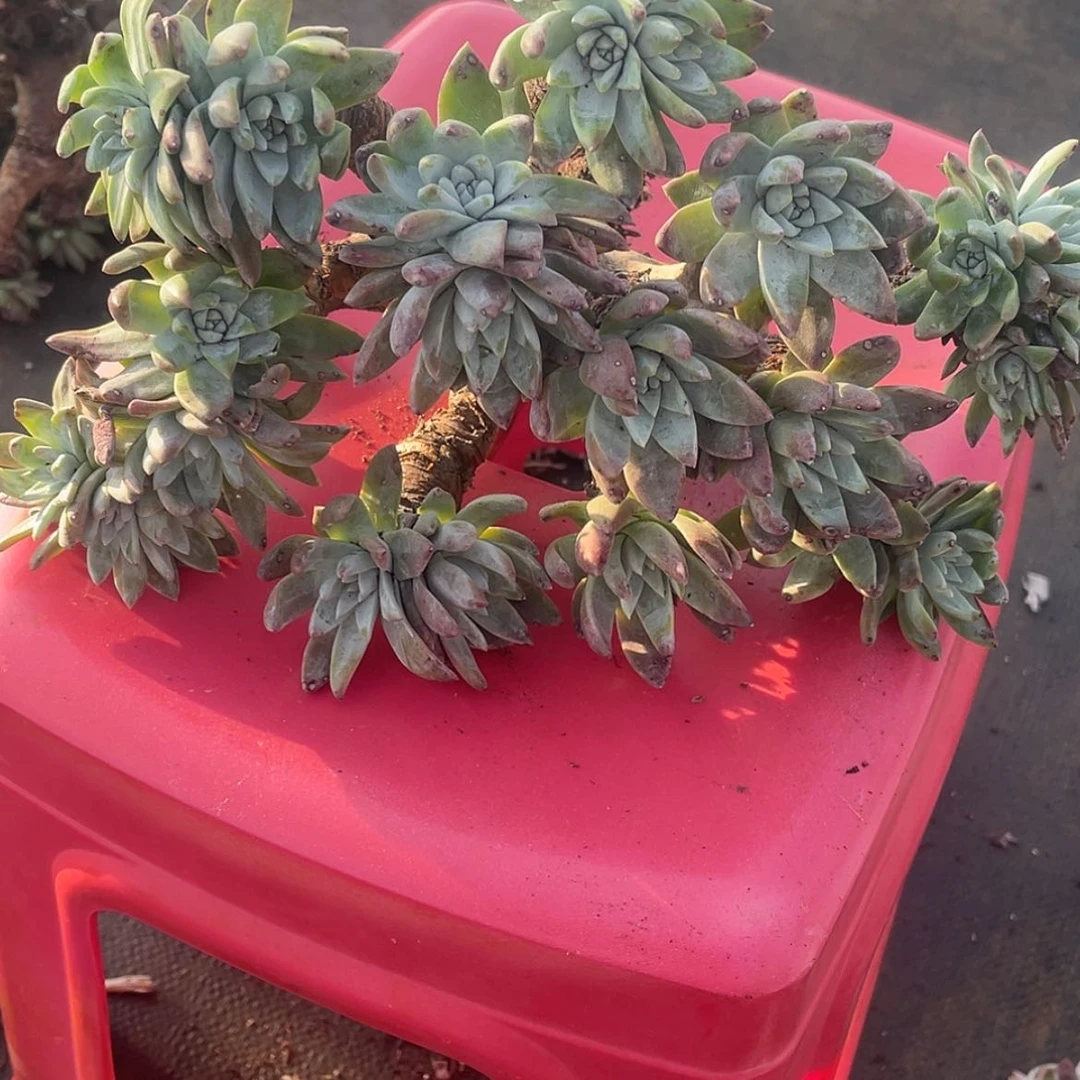 【闪购商品】农**哥60300瑕疵特价不售后