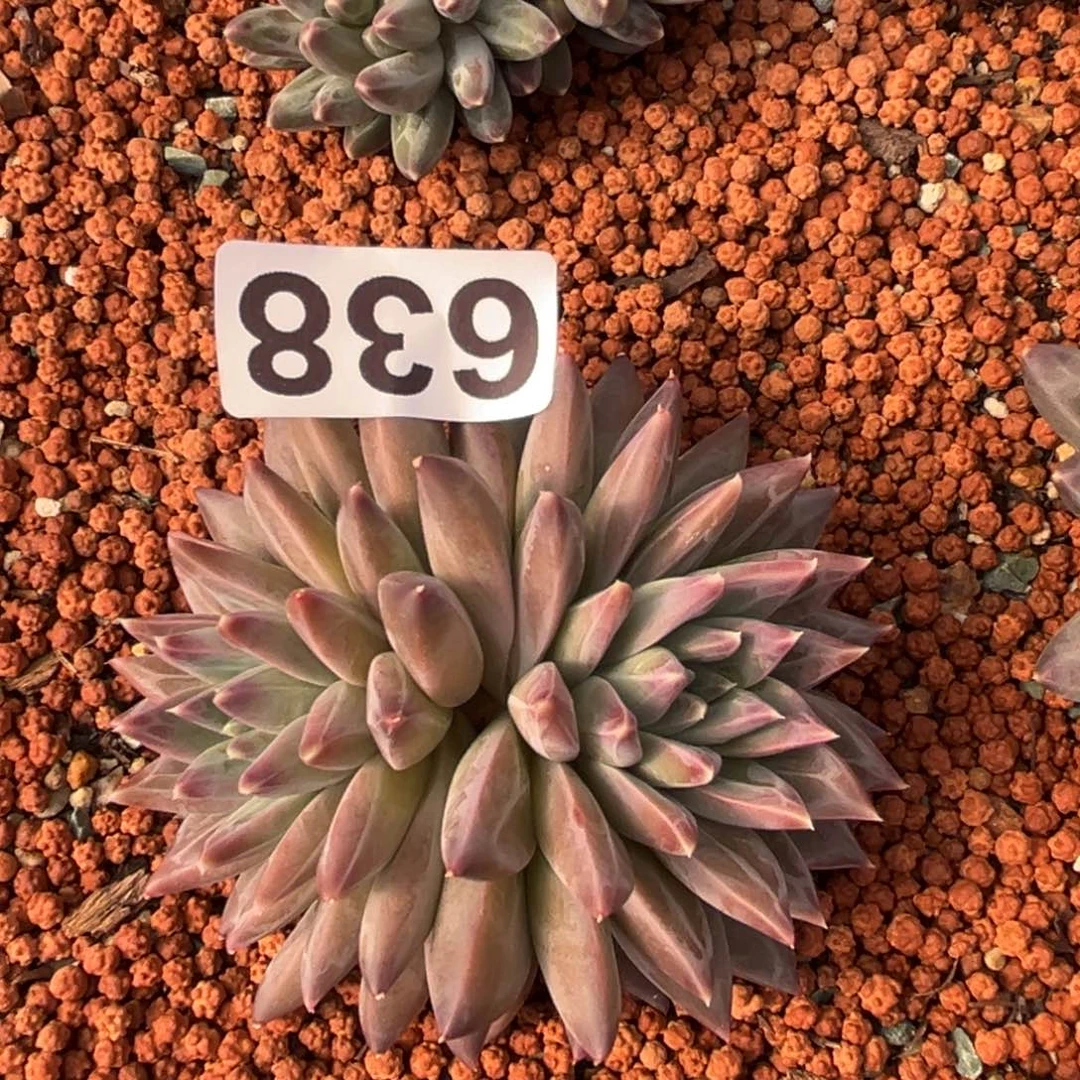 幻影多肉植物638