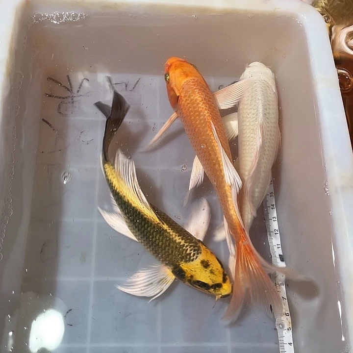 蝴蝶鲤鱼渔场直发24