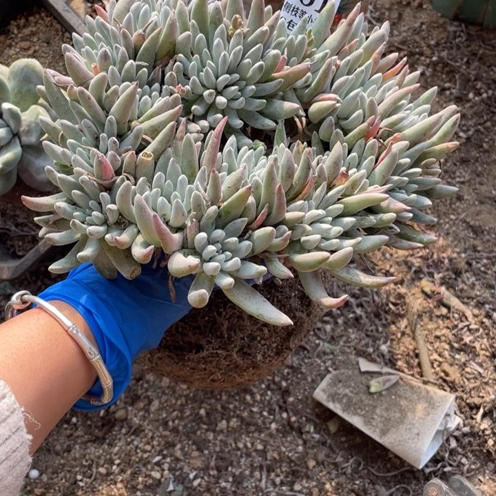 告****哭181号雪花多肉植物