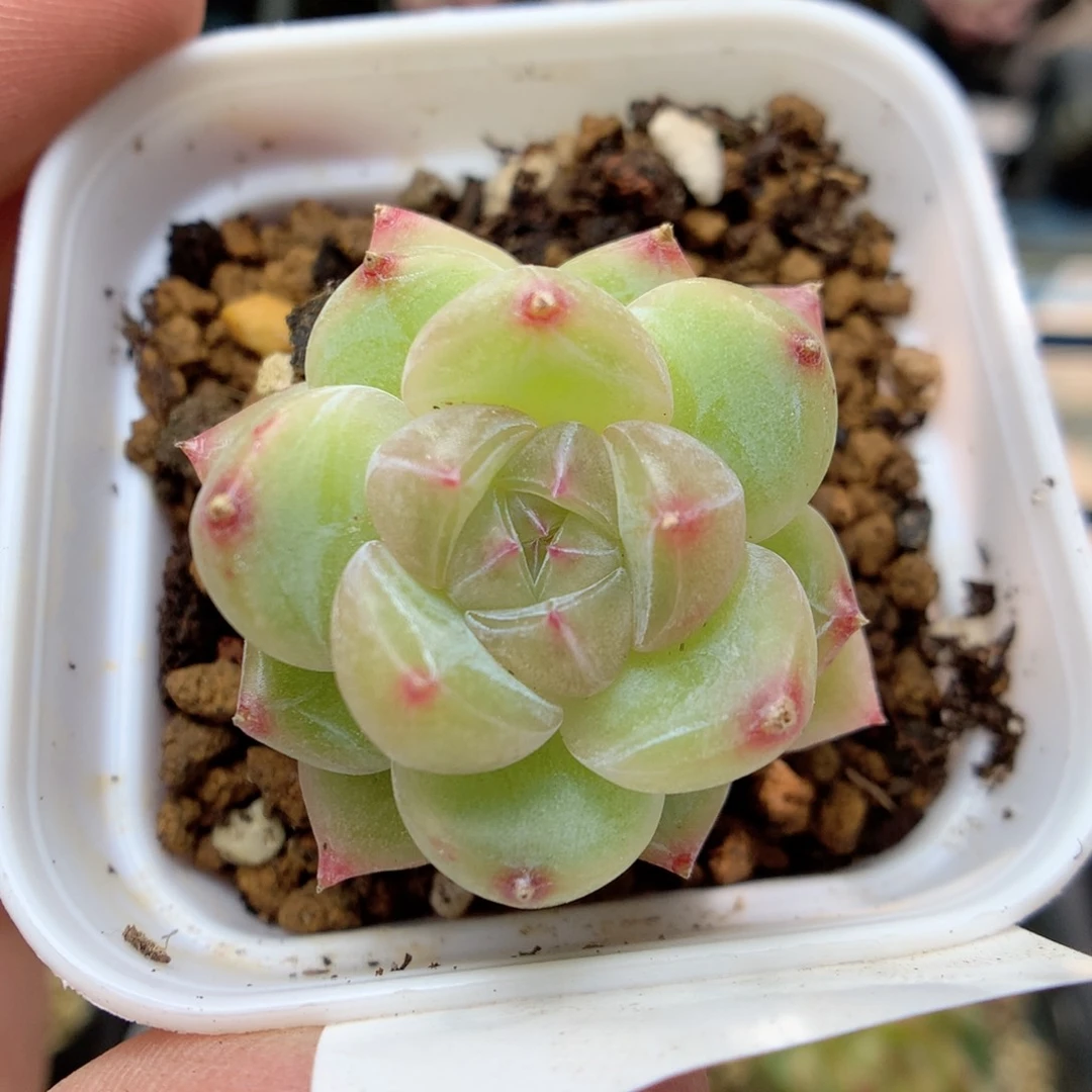 G83 ，柿子多肉20包邮两天凑单