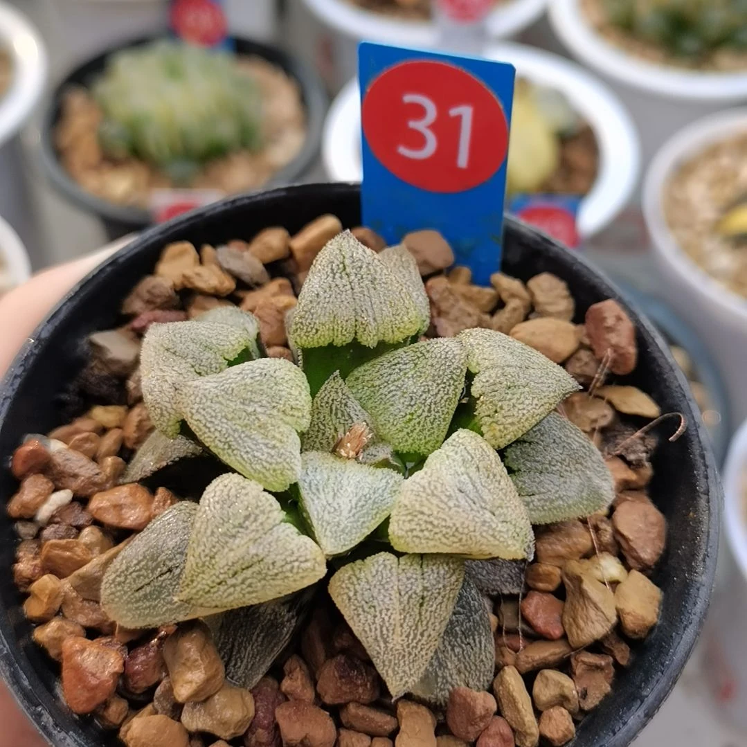 31号荻原磨面锦一物一拍带盆土发货