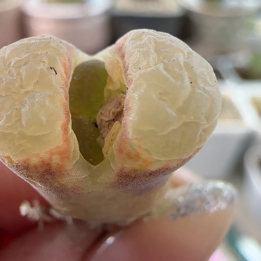 精品福利。  5000。