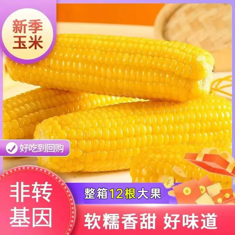 【彩袋12根 试吃两根】东北黄糯玉米软糯香甜非转基因代餐玉米