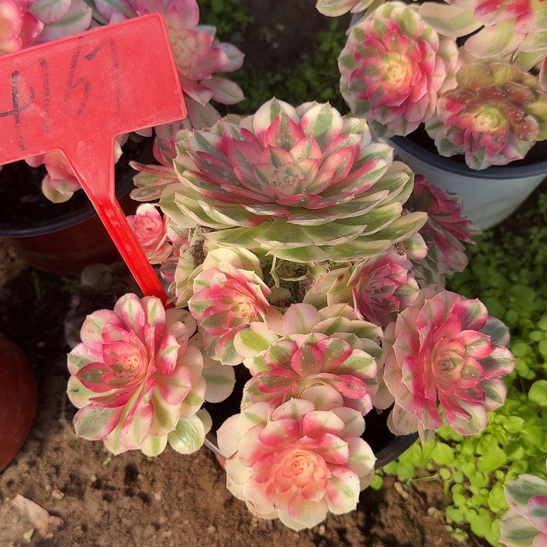 4167倾城多肉法师