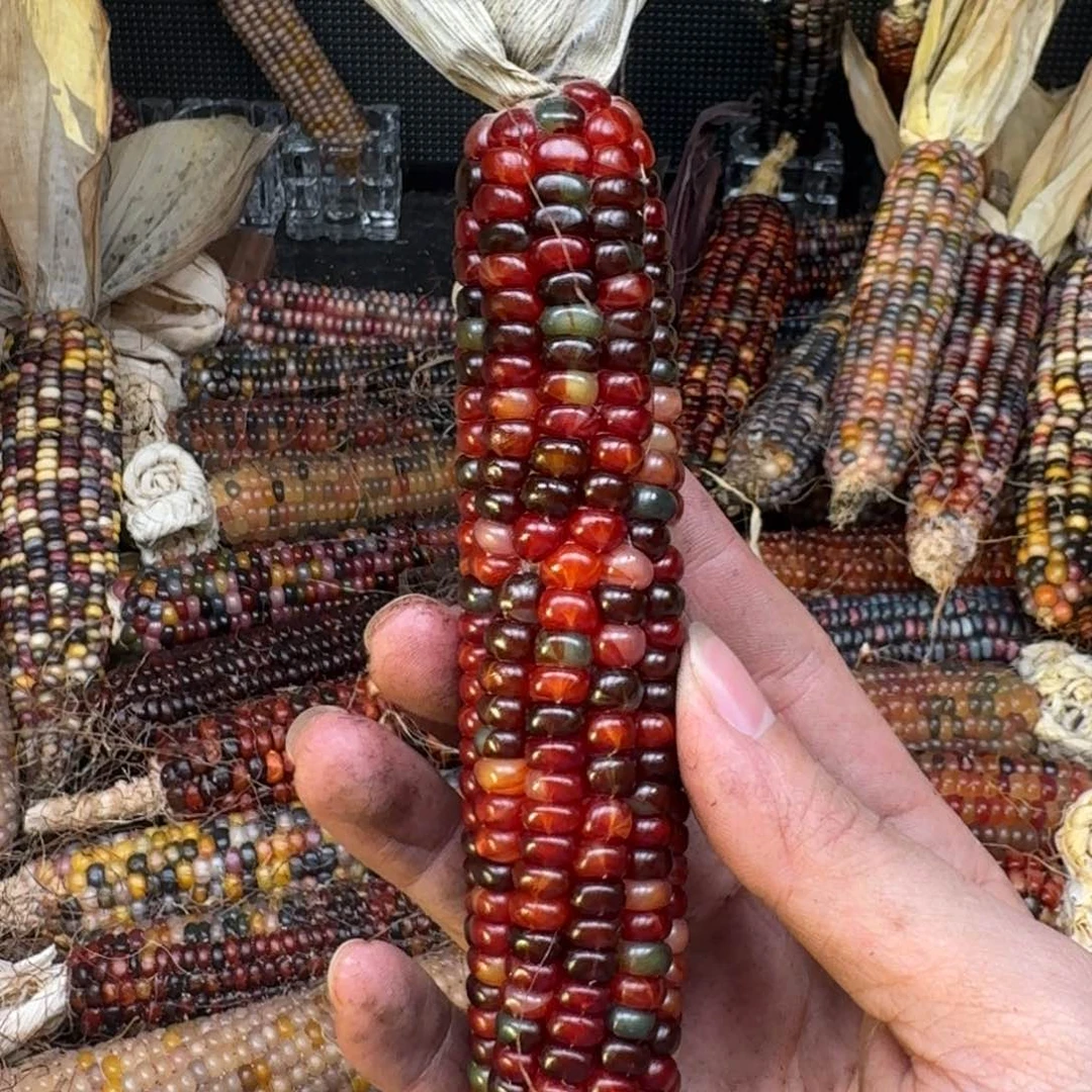 柏香籽/百香籽吊坠梦*