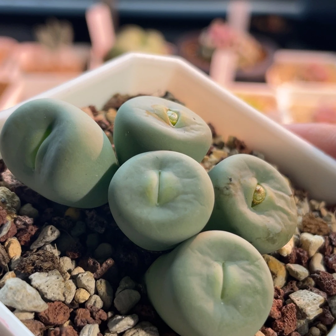 玻尿酸大嘴嘟嘟嘴植物一物一拍