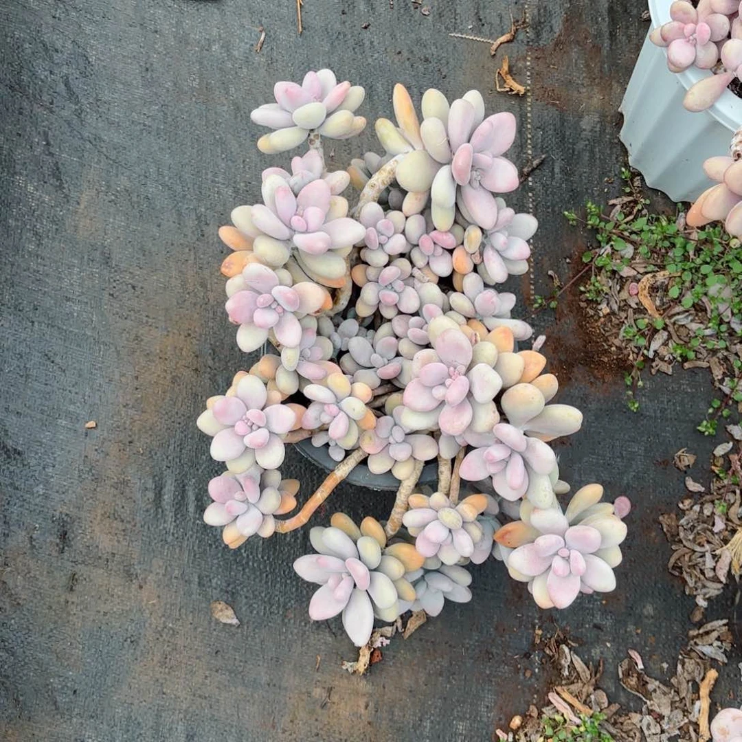 开****己桃蛋5-5。