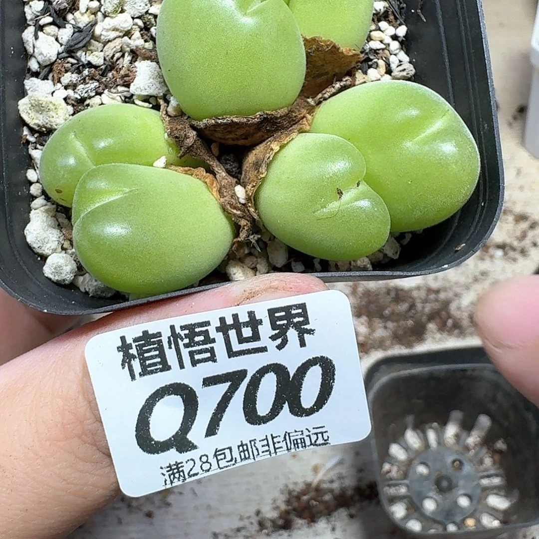 多肉植物的润泽cf