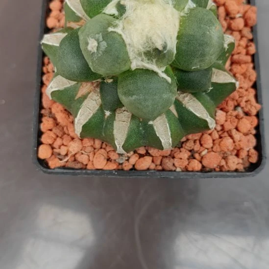 b***8牡丹带盆自根，，， ，