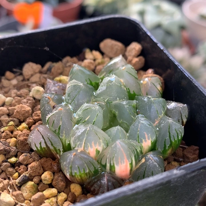 水晶灯玉露锦，带盆发货