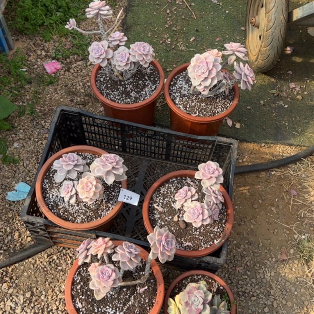 129多肉植物纤维维生素的