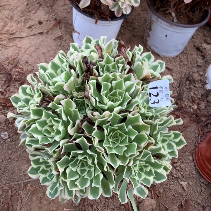 123白凤绣球4号棚