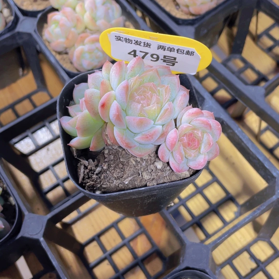 479号 飘枝白桃汽水多头