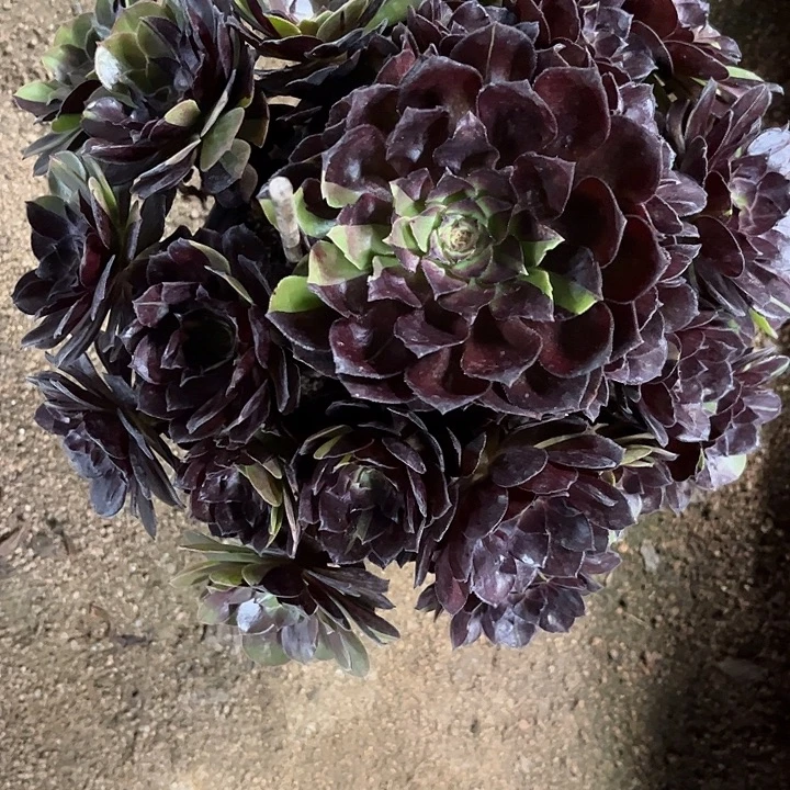 多肉植物黑骑士锦…………