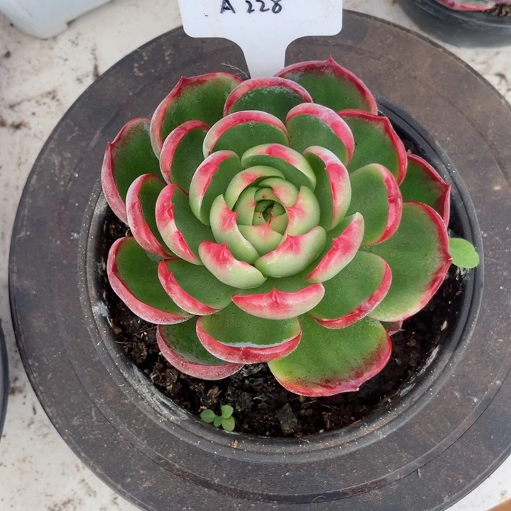 勤***惊鸿仙子多肉植物A228