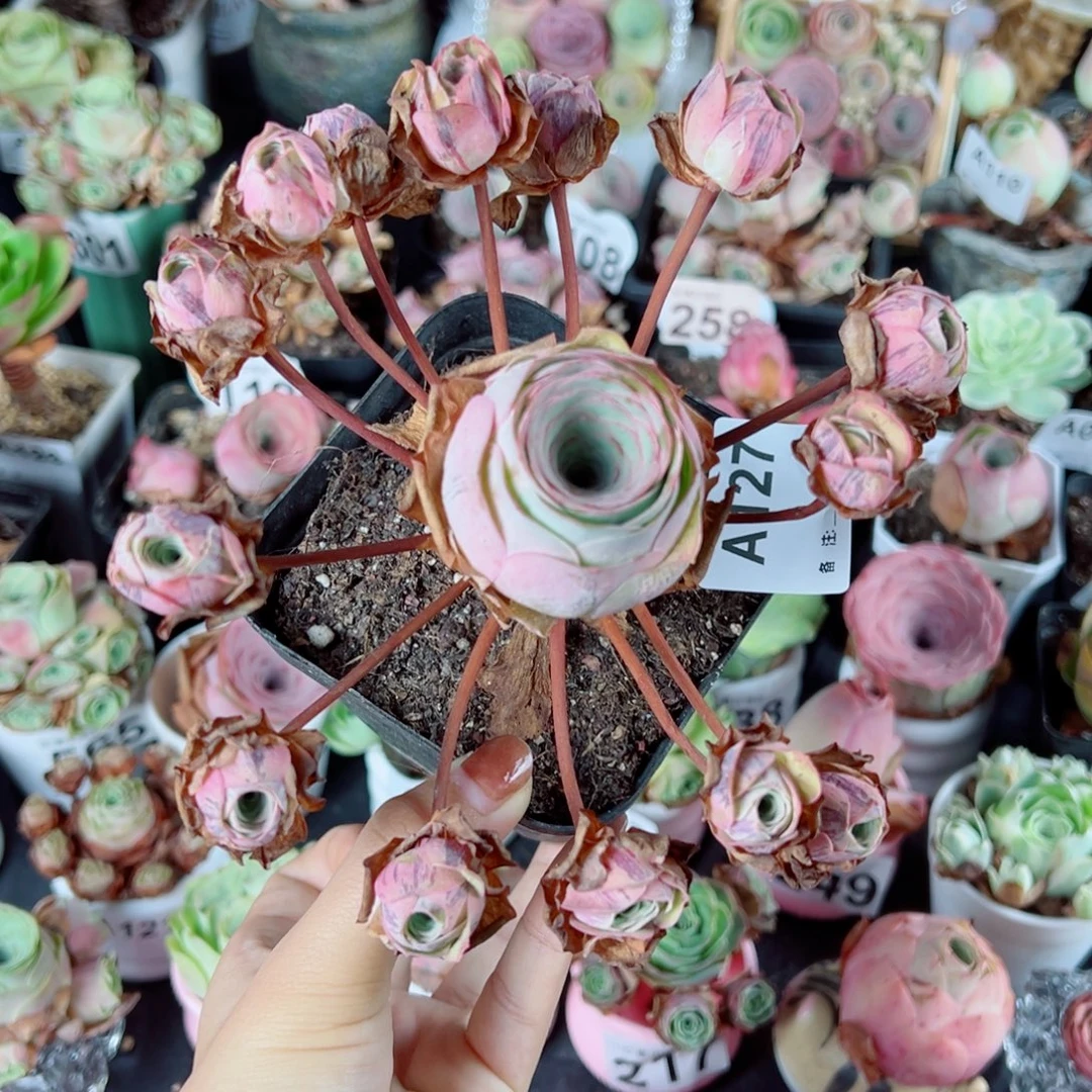 洋***妞127碧落飘枝群。
