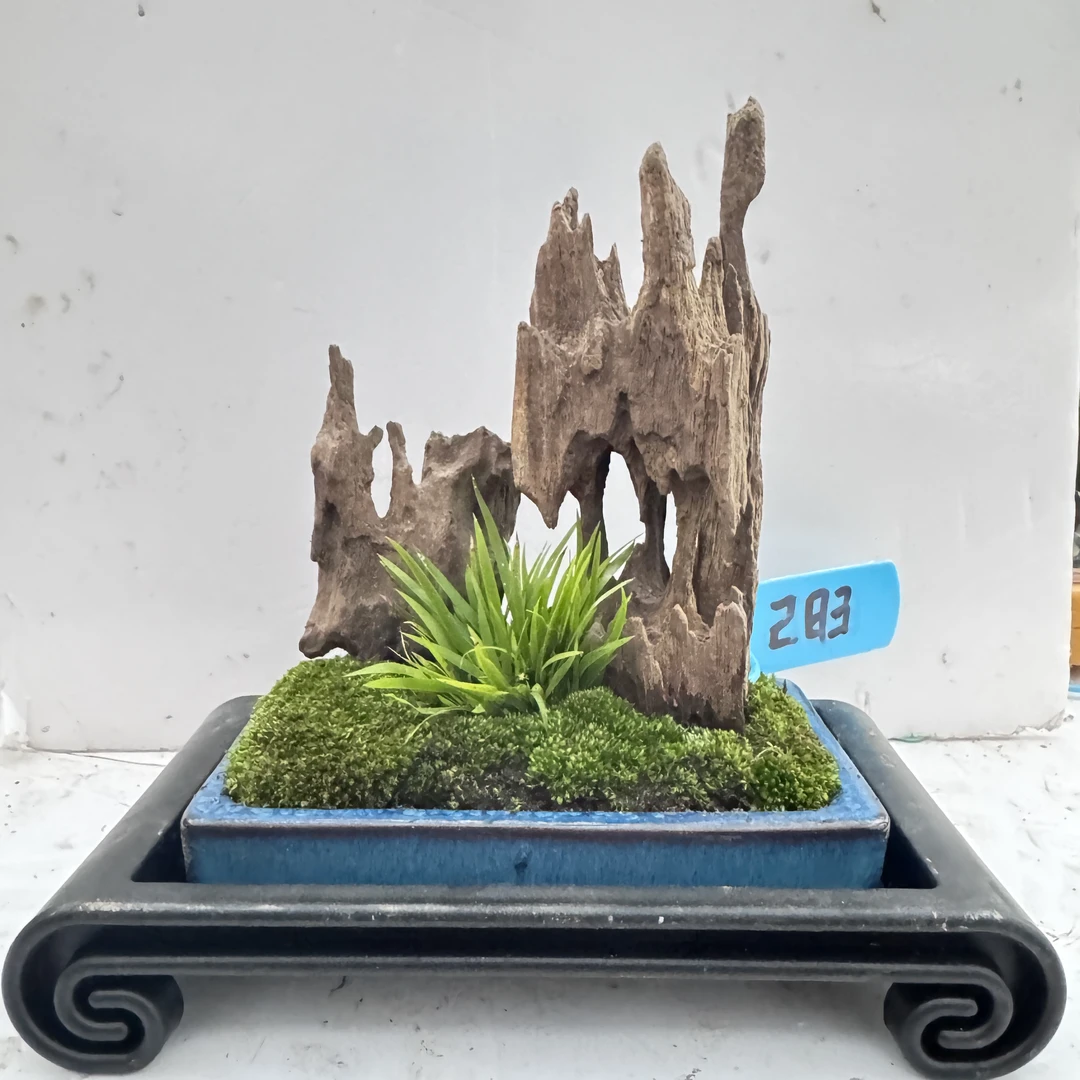 283#Q14 枯木黄金姬菖蒲假山盆景