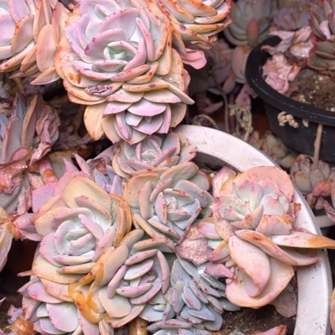 你***爷多肉植物的植物