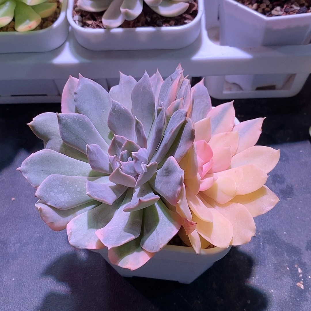 利比里亚花脸锦多肉